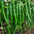 蔬菜苗莴笋大白菜西兰花甘蓝秧苗生菜阳台盆栽幼苗秋冬青菜辣椒香