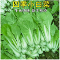 白帮小白菜种子四季播青菜种籽快菜籽农家庭院阳台盆栽蔬菜种孑籽