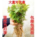 野生当归苗中药材种苗庭院阳台盆栽种植移栽易成活20元包邮
