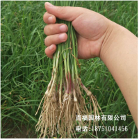 批发韭菜根韭菜苗紫根小叶宽叶香韭菜种子阳台盆栽四季可种蔬菜苗