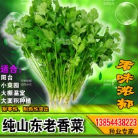 农家小叶籽山东老香菜种子苗大全盆栽阳台春季秋冬四季种蔬菜种孑