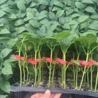 阳台田园庭院种植向日葵花苗西红柿圣女果番茄种苗蔬菜瓜果种植