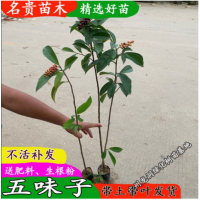 正宗五味子树苗药用南五味子名贵药材苗山花椒庭院阳台盆栽地栽