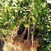 金银花苗 开封金银花苗 金银花种植苗基地供应 江正中药材