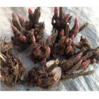 白芍苗价格出售芍药苗自产自销保证质量回收鲜白芍药材回收