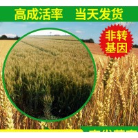 矮杆3抗1号麦种抗病抗倒 小麦种子批发 原种高产
