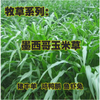 墨西哥玉米草种籽多年生牧草种子黑麦草苏丹草猪牛羊兔畜家禽种子