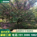 批发樱花树苗木花卉绿化乔木行道树苗圃风景树晚樱园林绿化树